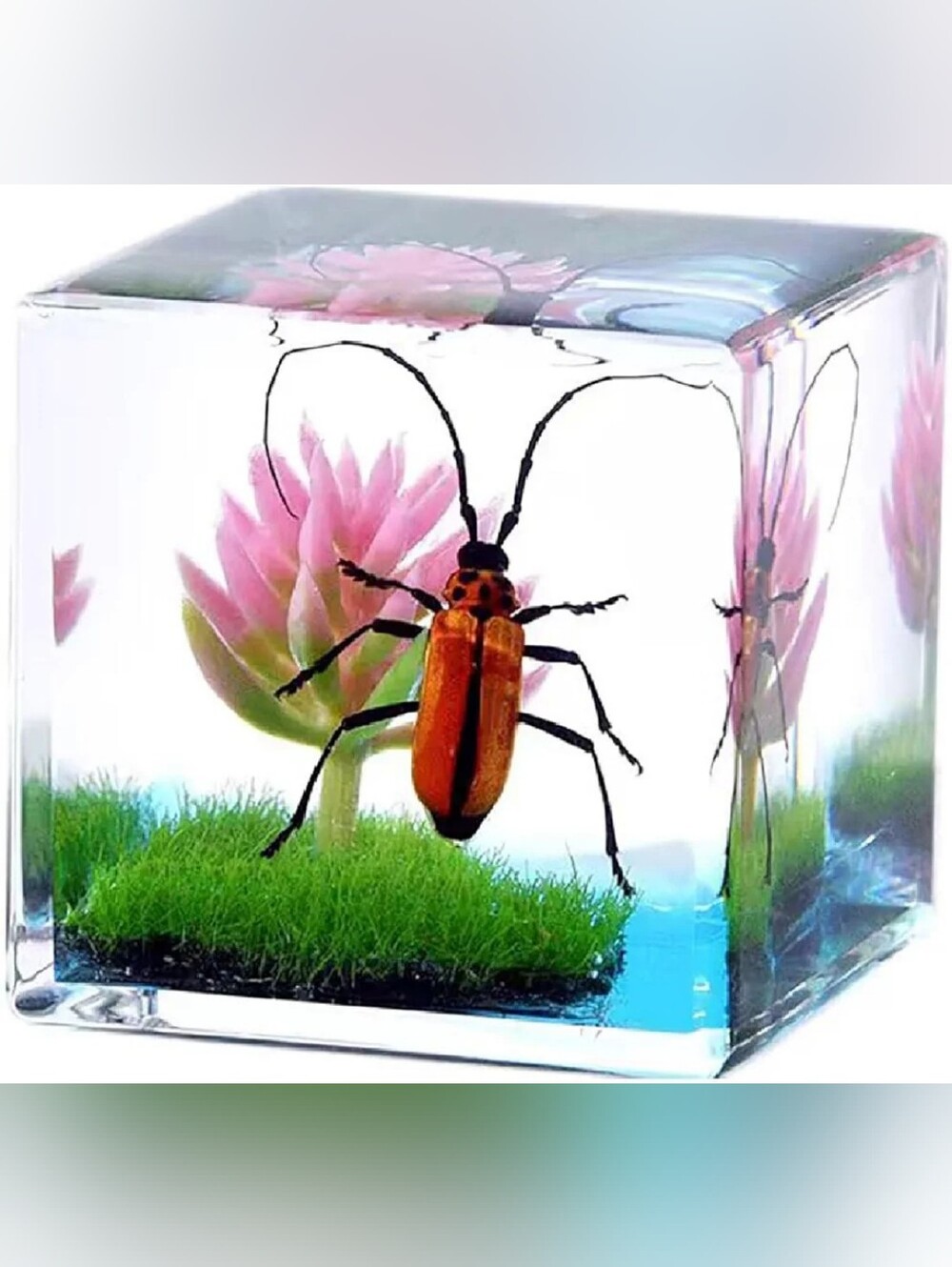 Handmade Resin Cube with Encased Orange Beetle